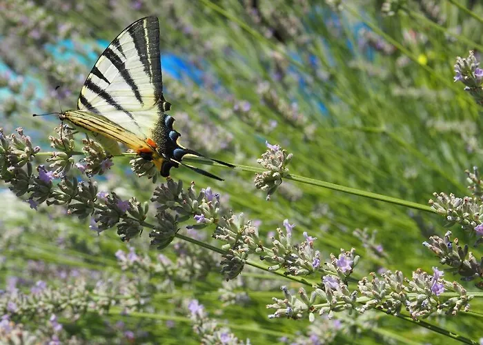 Kuca Za Odmor Lara Hébergement de vacances Kaštela